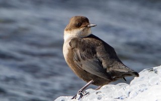 Байкал