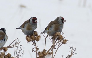 Щегол, Прибайкалье