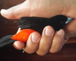 Scarlet-rumped Tanager