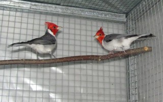 Птицы Южной и Северной Америки Серый или краснохохлый кардинал (Paroaria corona)