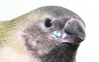 2361