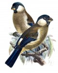 1833